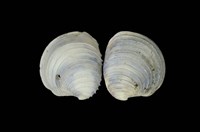 藏品(伊莎貝蛋糕簾蛤)的圖片